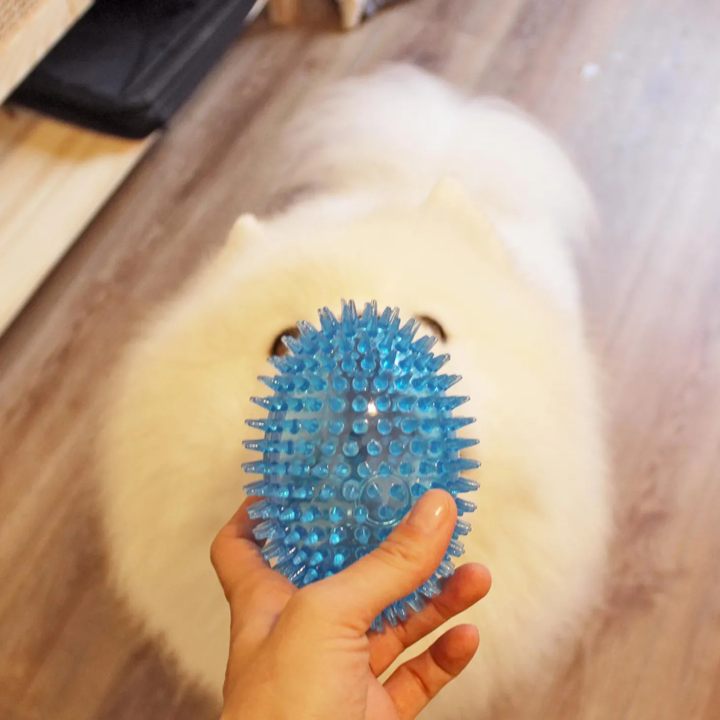 Football Spike Ball, Blue