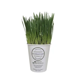 Fresh cat grass
