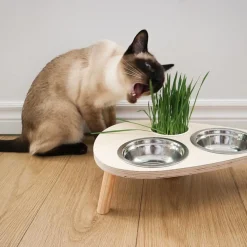 Fresh cat grass