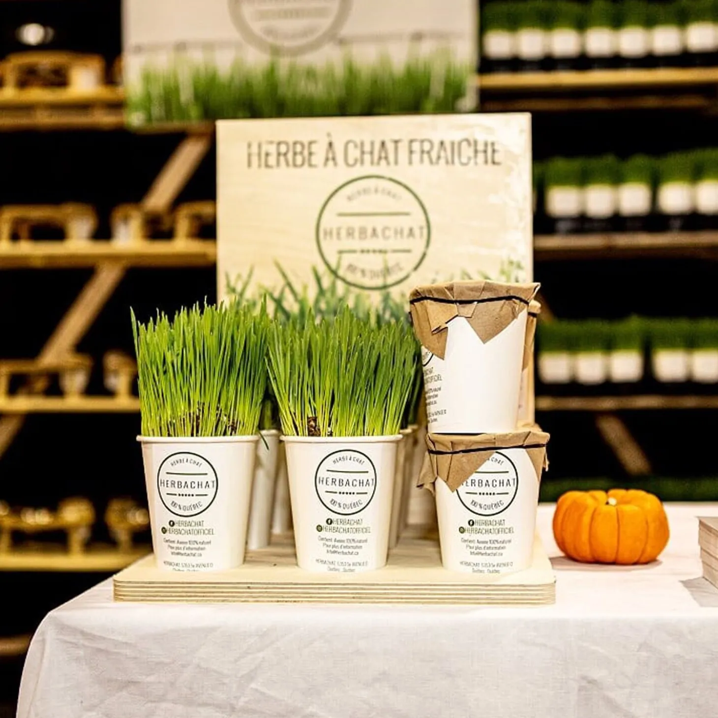Fresh cat grass