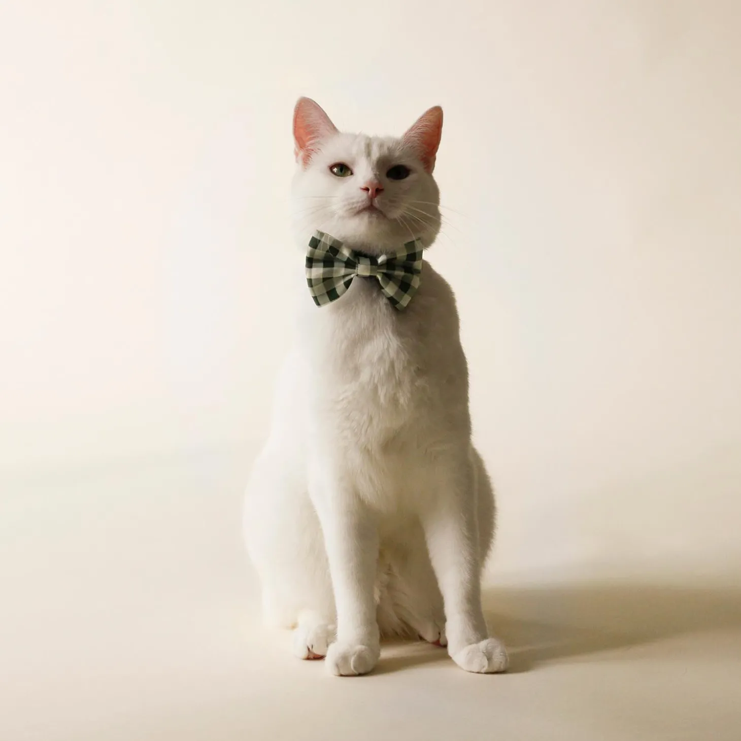 Green Plaid Cat Bowtie