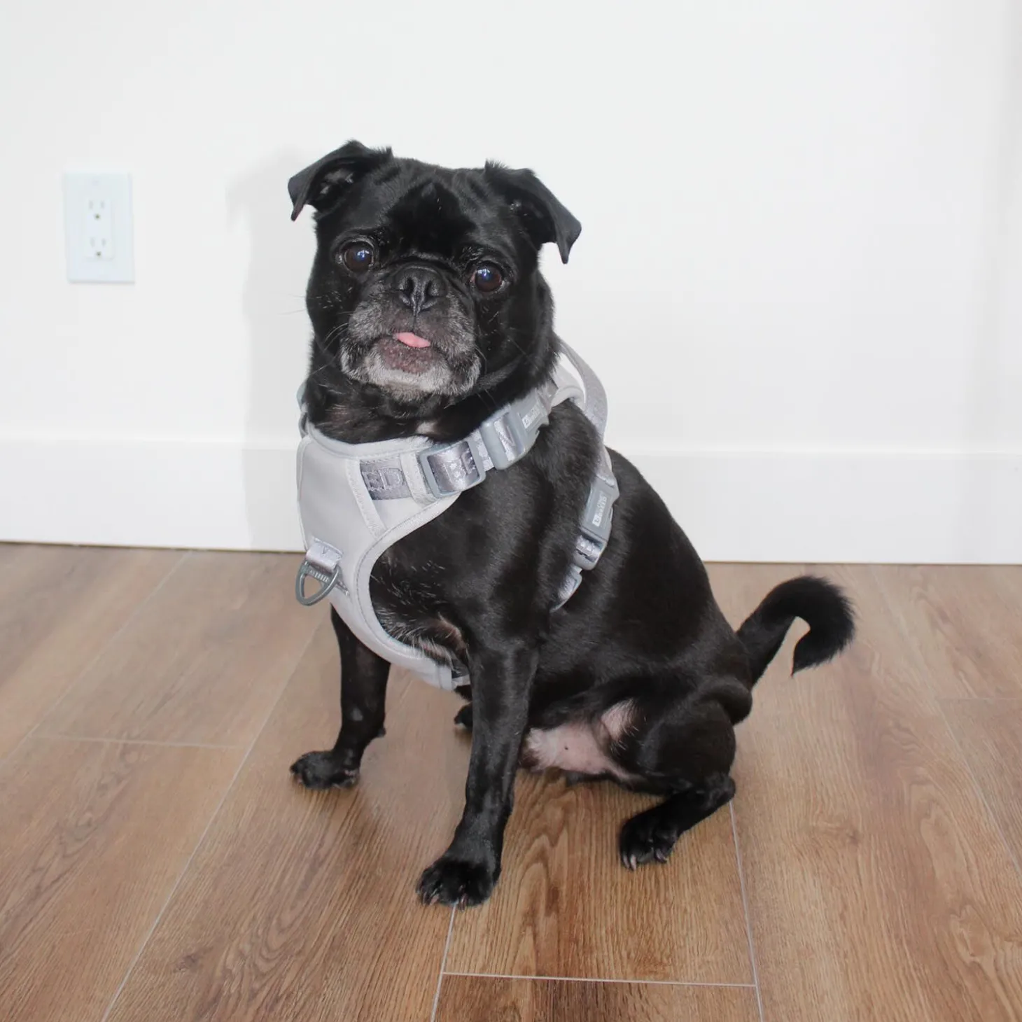 Grey Embroidered Dog Harness