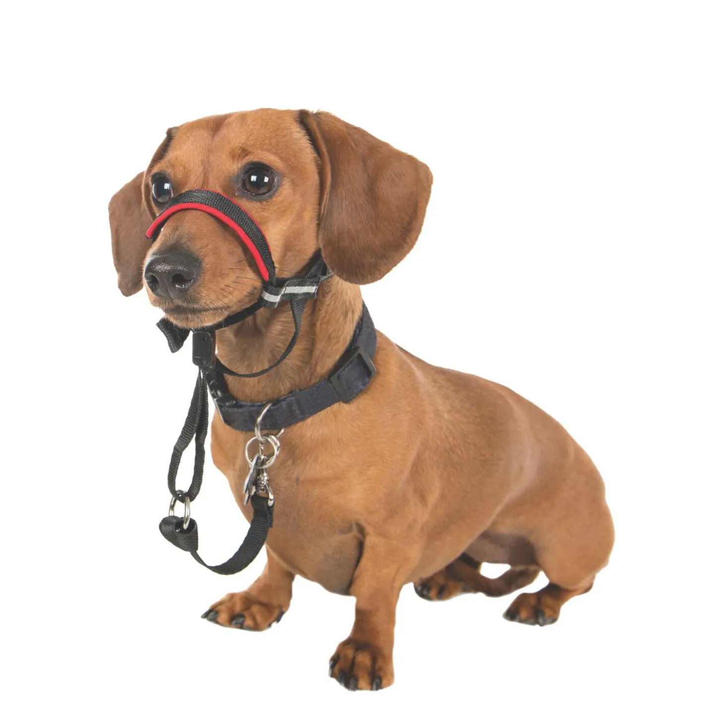 Halti Optifit Headcollar