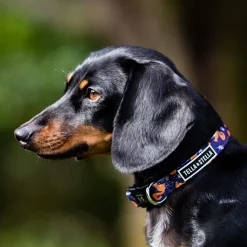 Hiking Rodent Adjustable Dog Collar, S