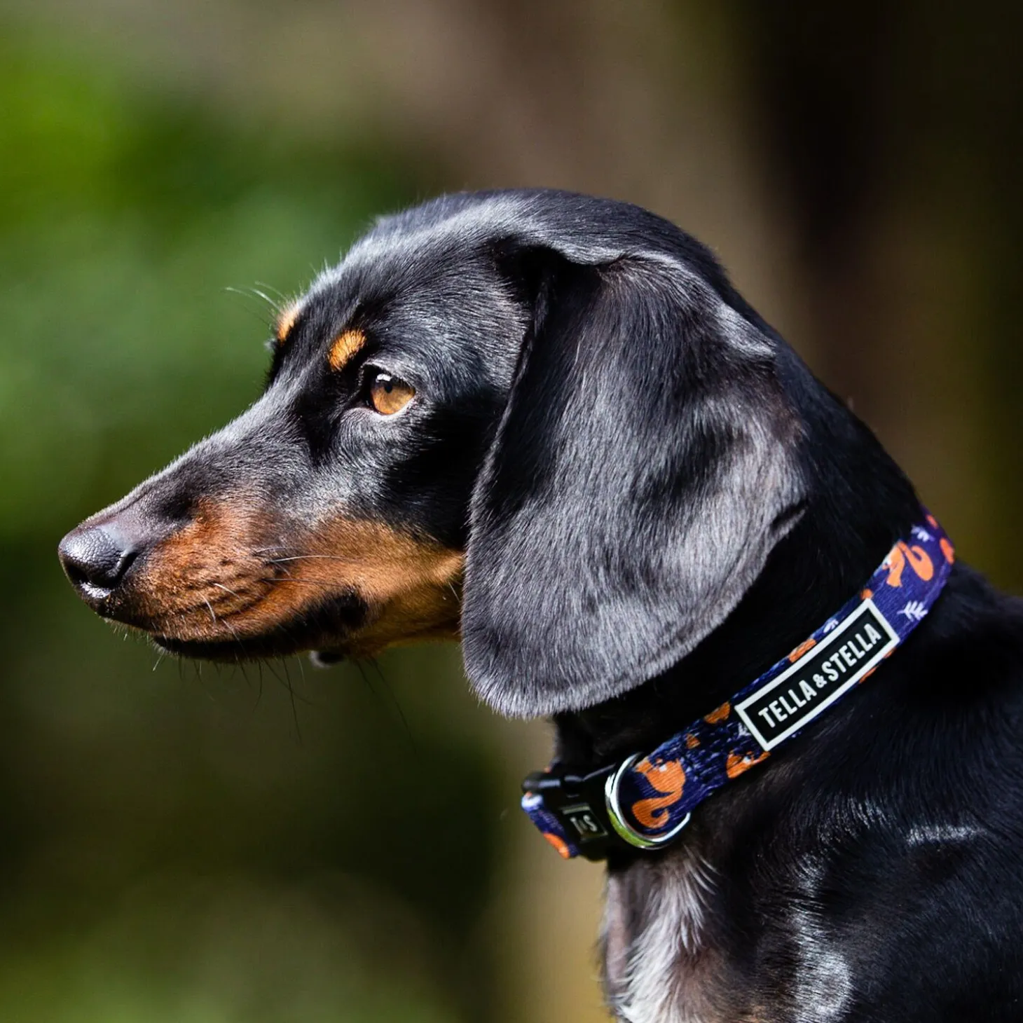 Hiking Rodent Adjustable Dog Collar, S