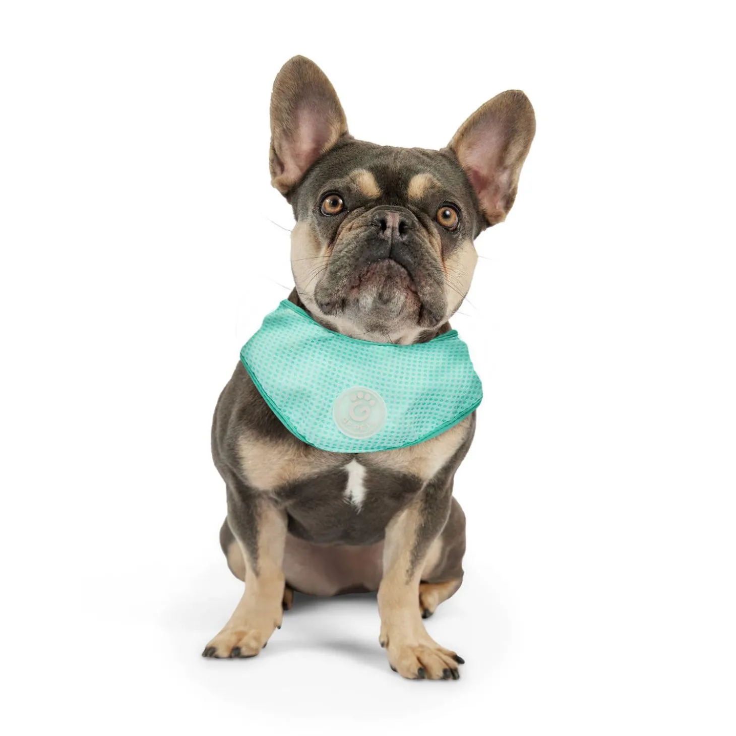 Ice Band for Dogs