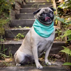 Ice Band for Dogs