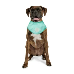 Ice Band for Dogs