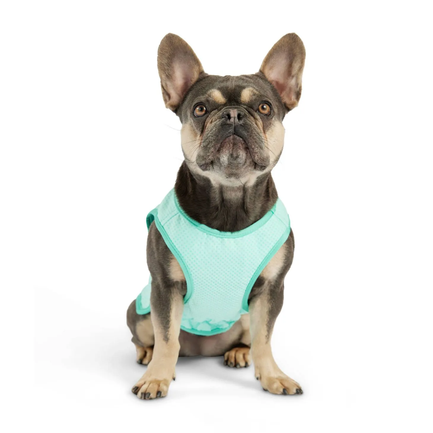Ice Vest for Dogs