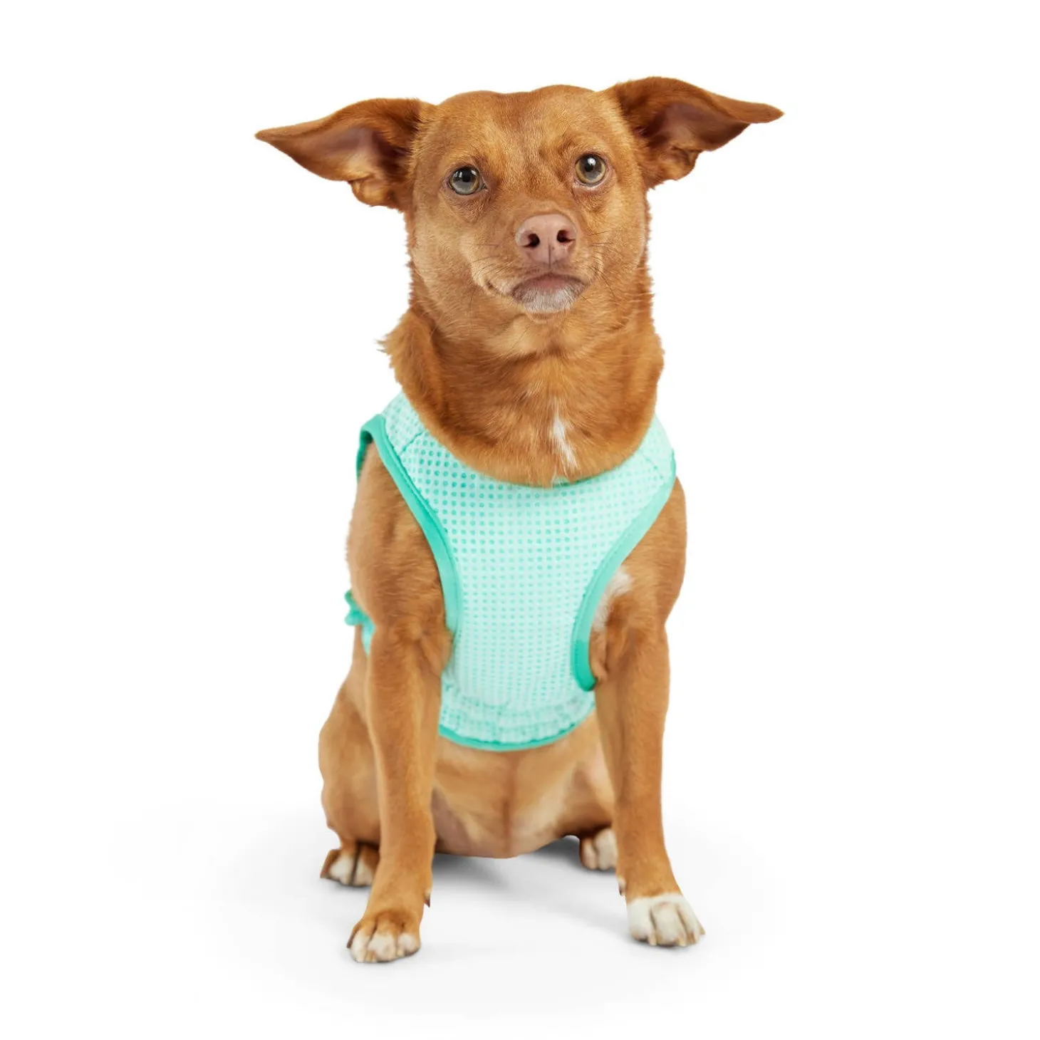 Ice Vest for Dogs