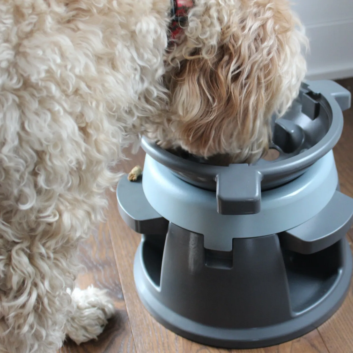 Intellidog Interactive Bowl