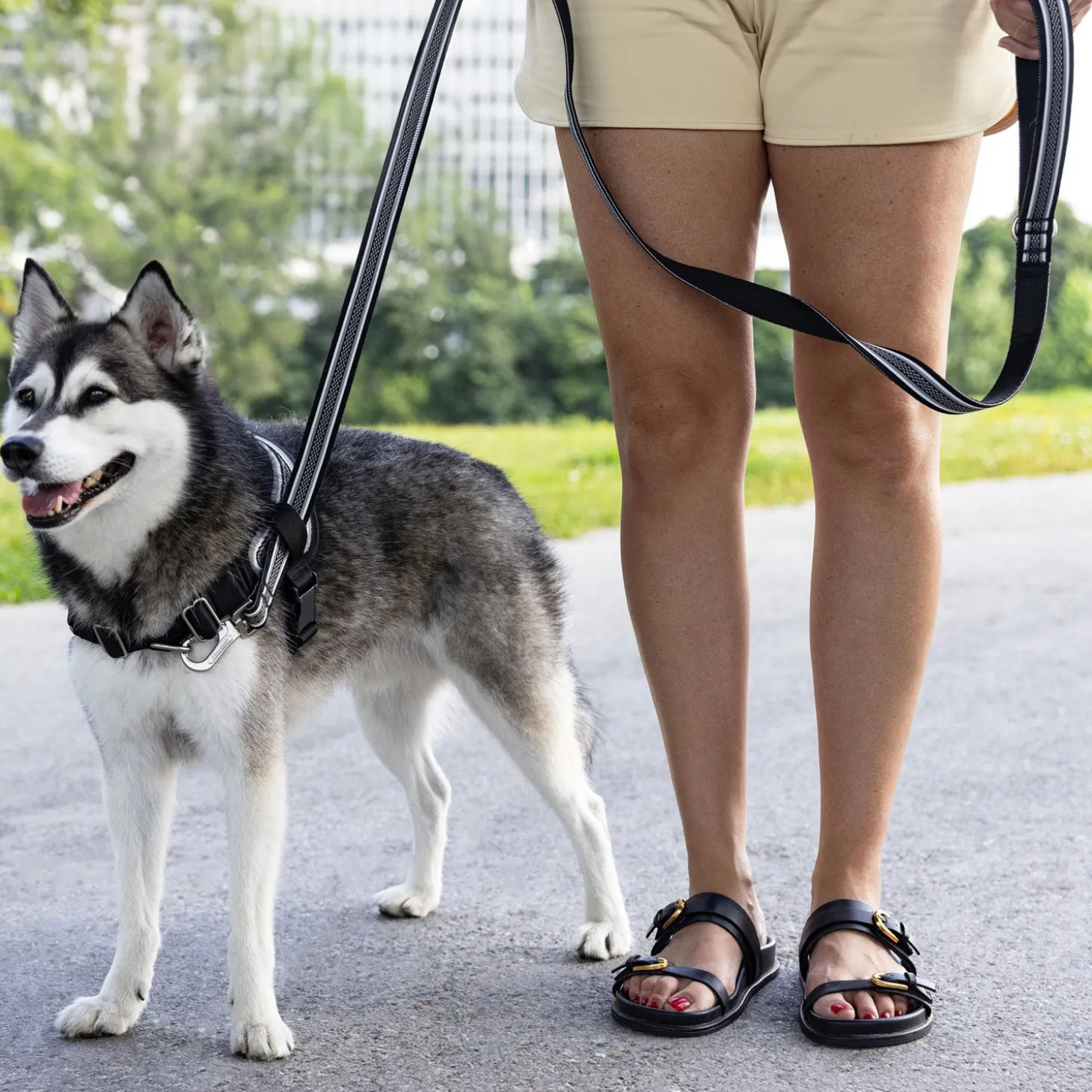 Jacquard Leash for Dogs