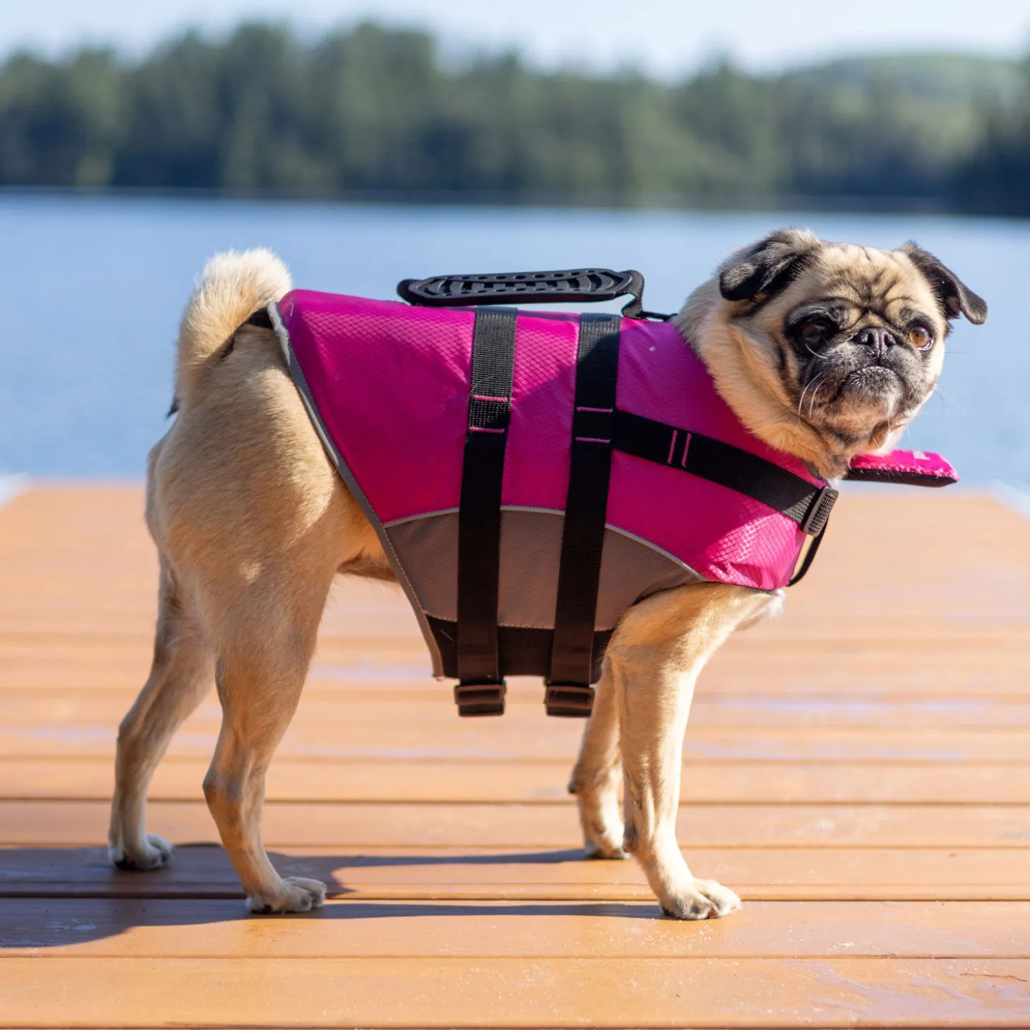 Life Vest for Dogs
