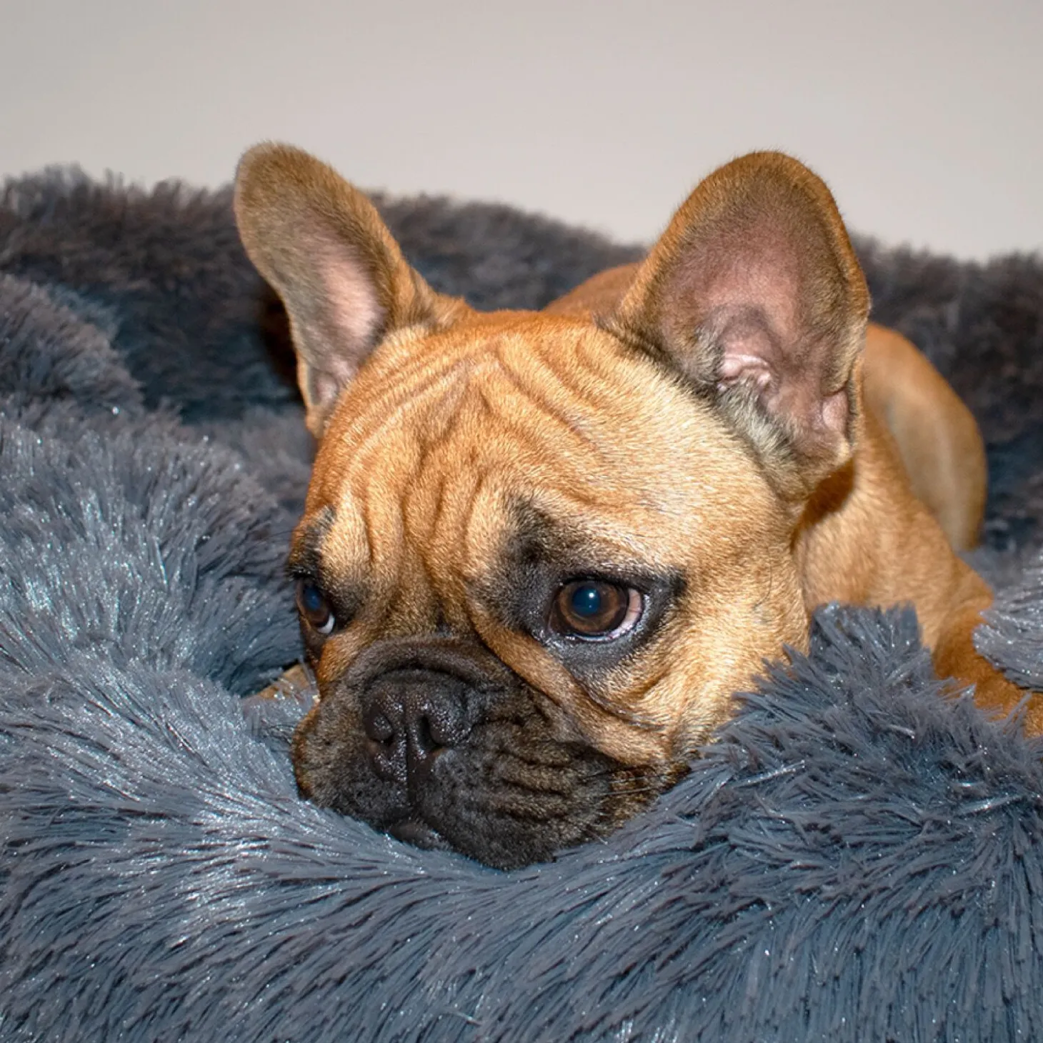 Luxurious Ultra Soft Pet Bed, dark grey