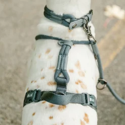 Luxury Rope Harness for Dogs, Olivine