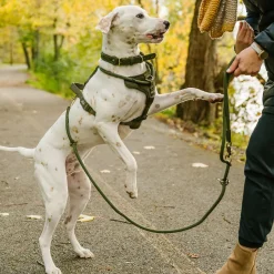 Luxury Rope Harness for Dogs, Olivine