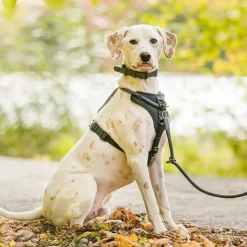 Luxury Rope Harness for Dogs, Charcoal
