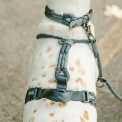 Luxury Rope Harness for Dogs, Sand