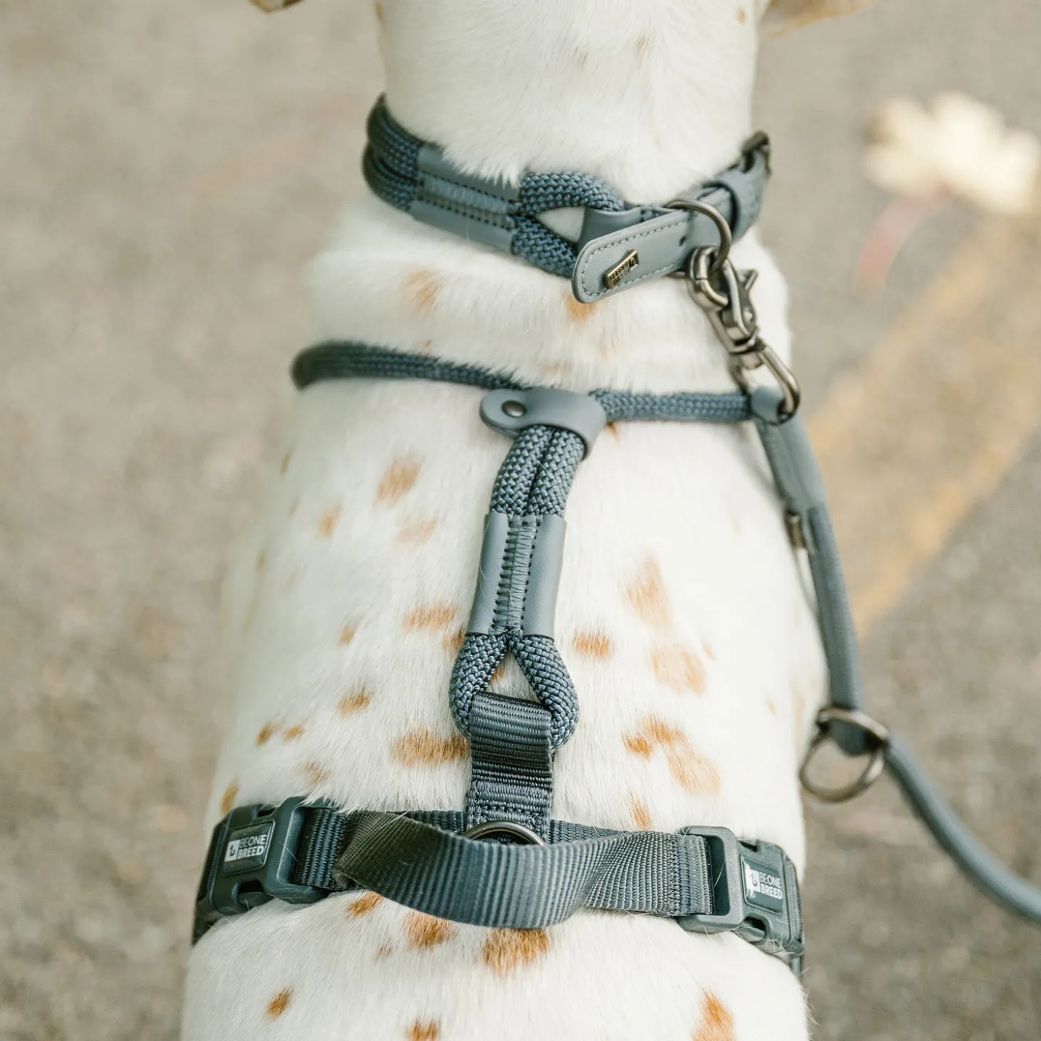 Luxury Rope Harness for Dogs, Charcoal