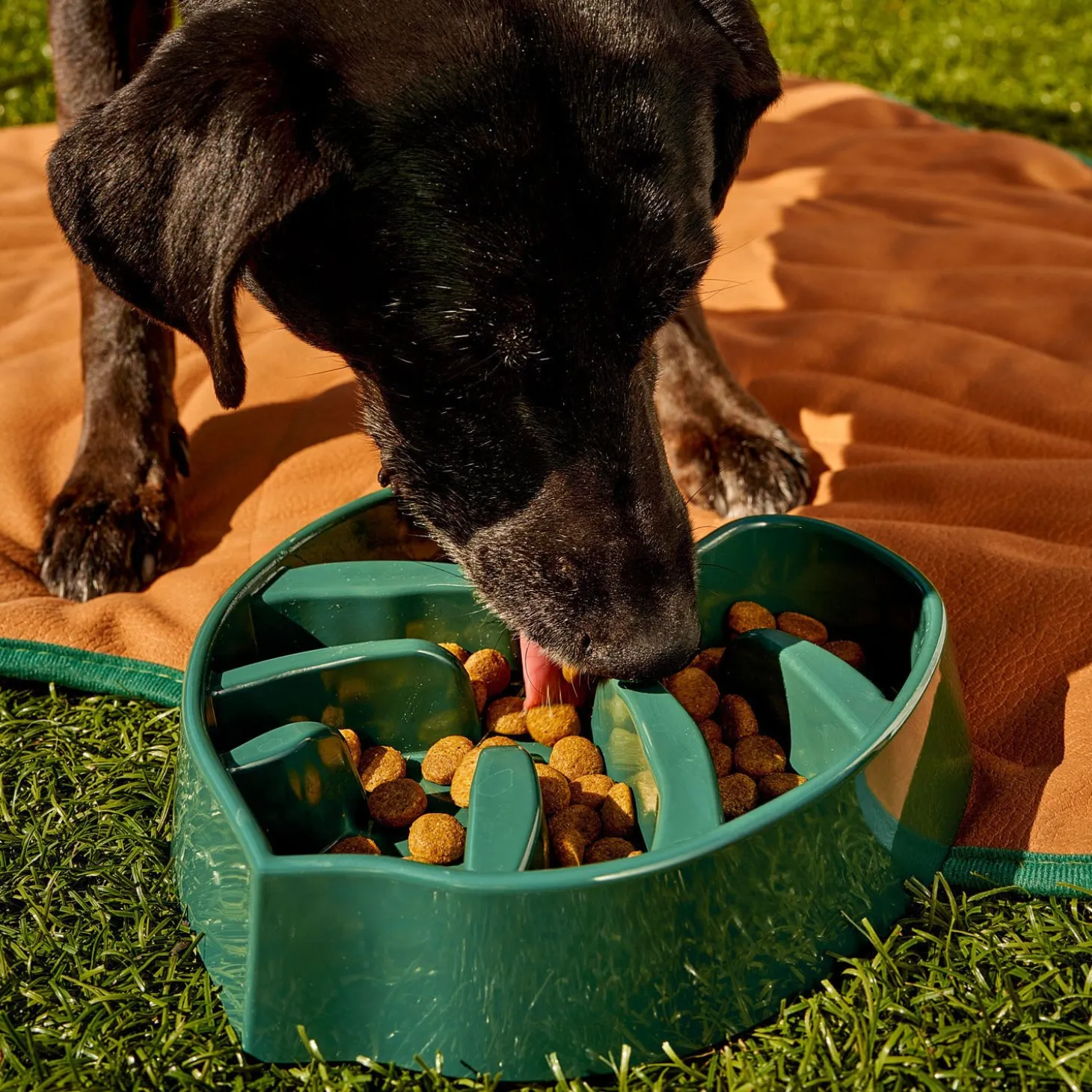 Monstera Slow Feeder for Dogs