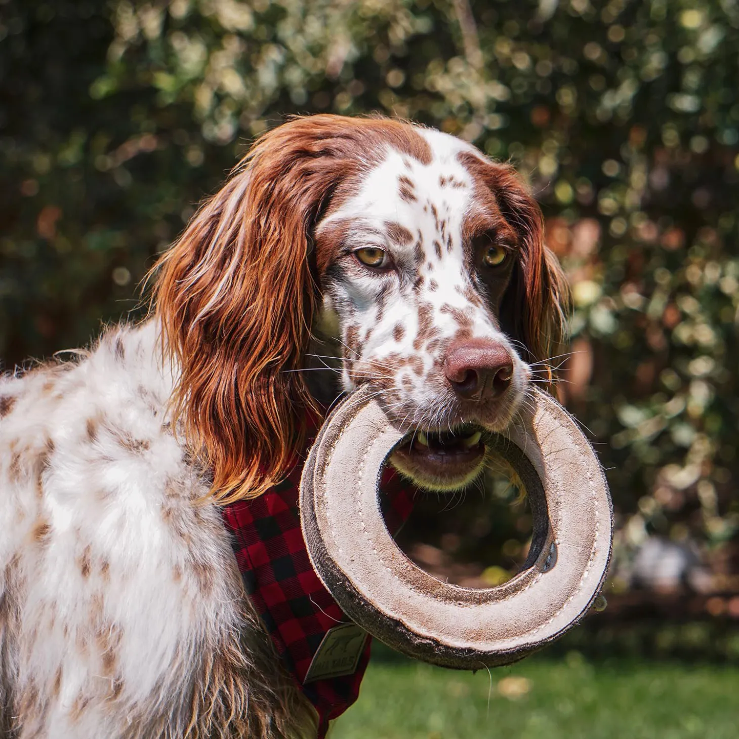 Natural Leather Ring Dog Toy