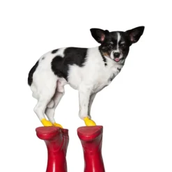 Natural Rubber Waterproof Dog Boots, 2XS