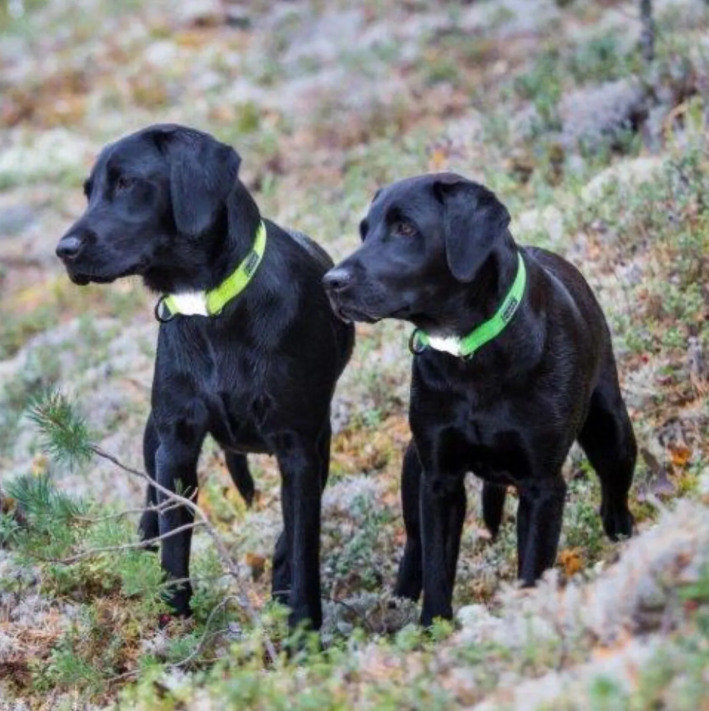 Neon Light dog collar