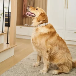 Neoprene Collar for Dogs, Terrazzo