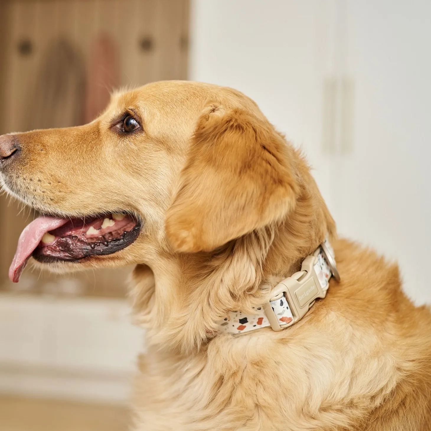 Neoprene Collar for Dogs, Terrazzo