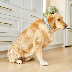 Neoprene Collar for Dogs, Icy Blue