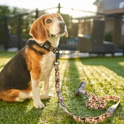 Oasis Silicone Dog Collar