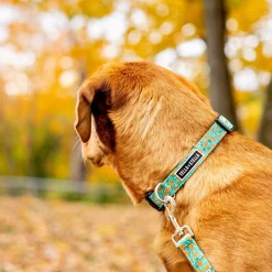 Ollie Orange Adjustable Dog Collar