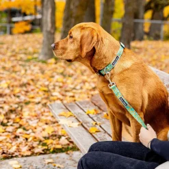 Ollie Orange Dog Leash