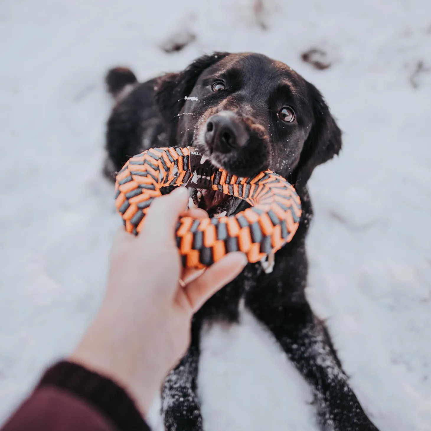 Orange Braided Ring Dog Toy