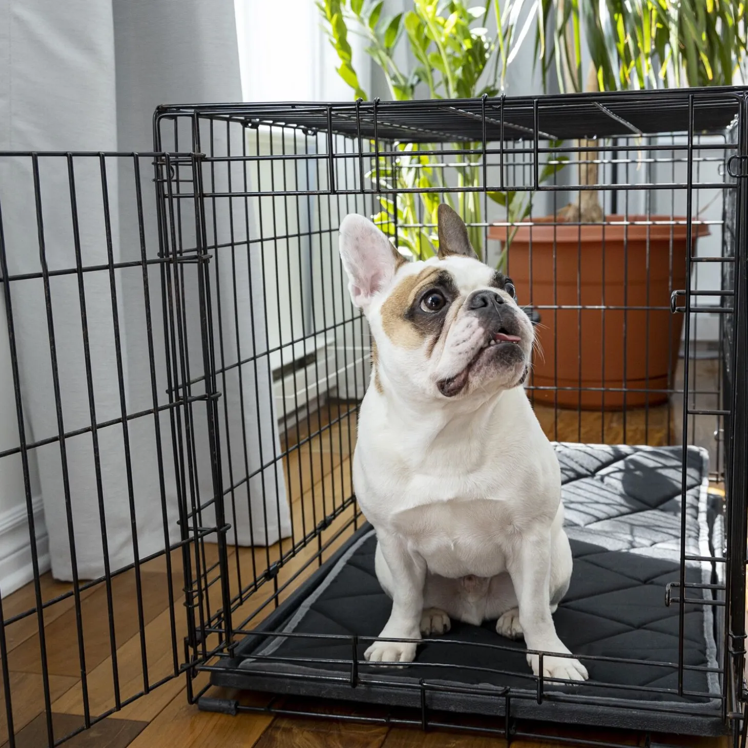 Orthopedic and Reversible Cage Bed, M