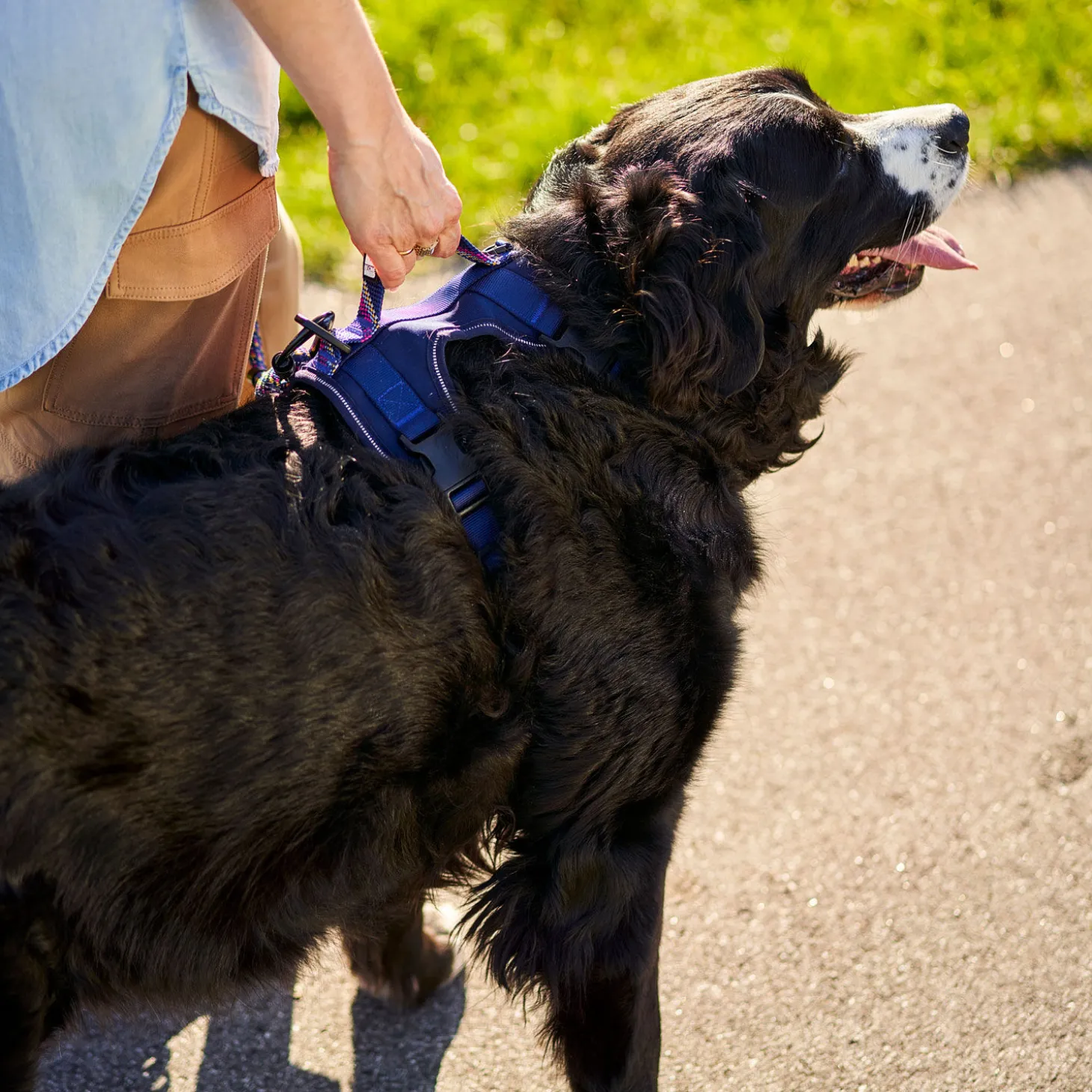 Padded Harness with Paracord for Dogs