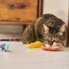 Plush Ocean Toy Trio for Cats