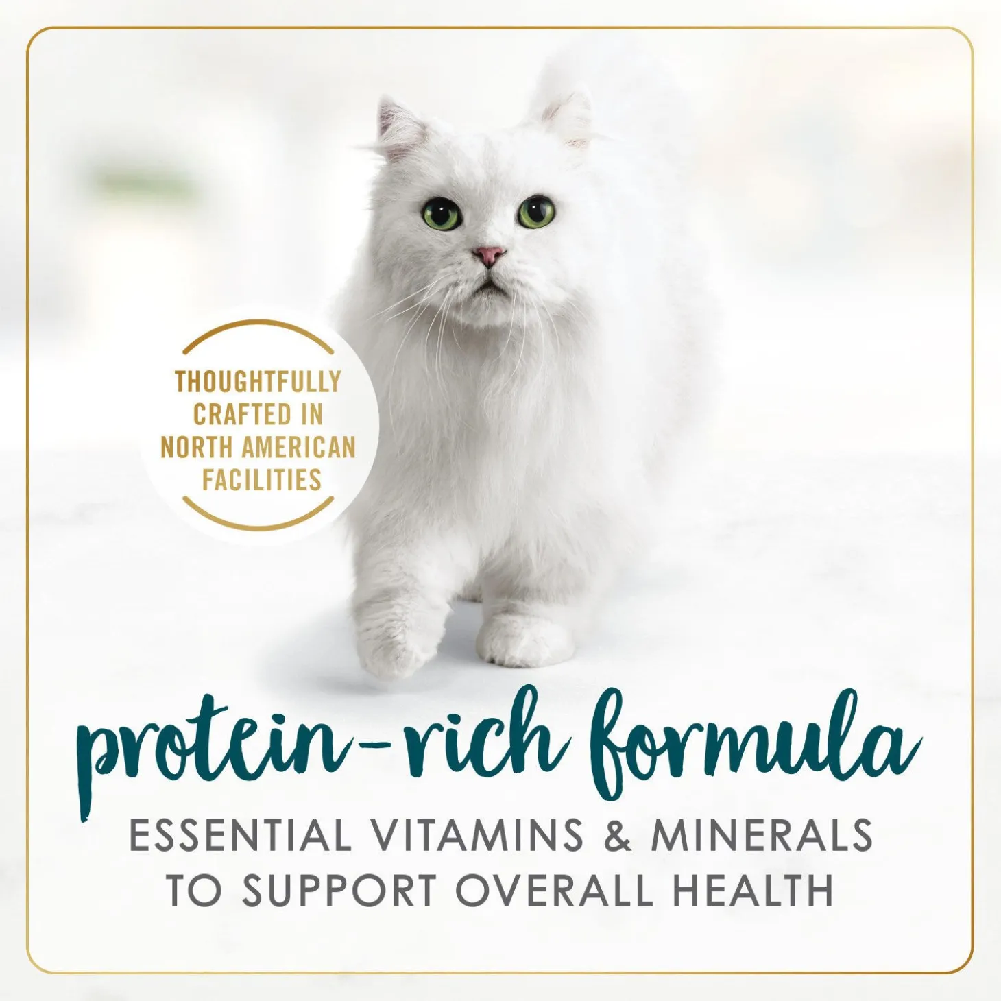 Pâté of salmon & shrimp wet food for adult cats