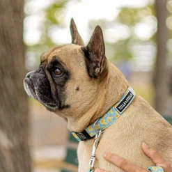 Quack Adjustable Dog Collar