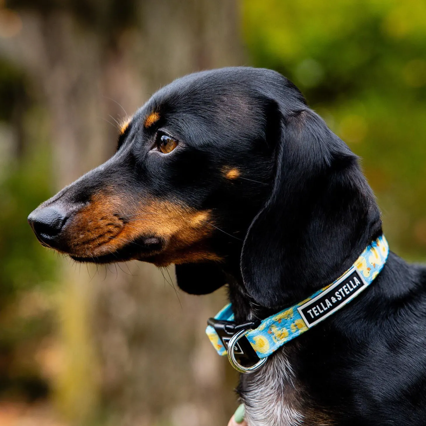 Quack Adjustable Dog Collar
