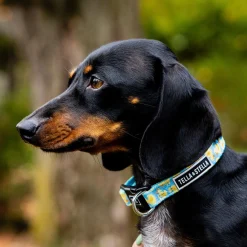 Quack Adjustable Dog Collar