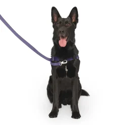 Redirect Harness for Dogs