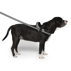 Redirect Harness for Dogs