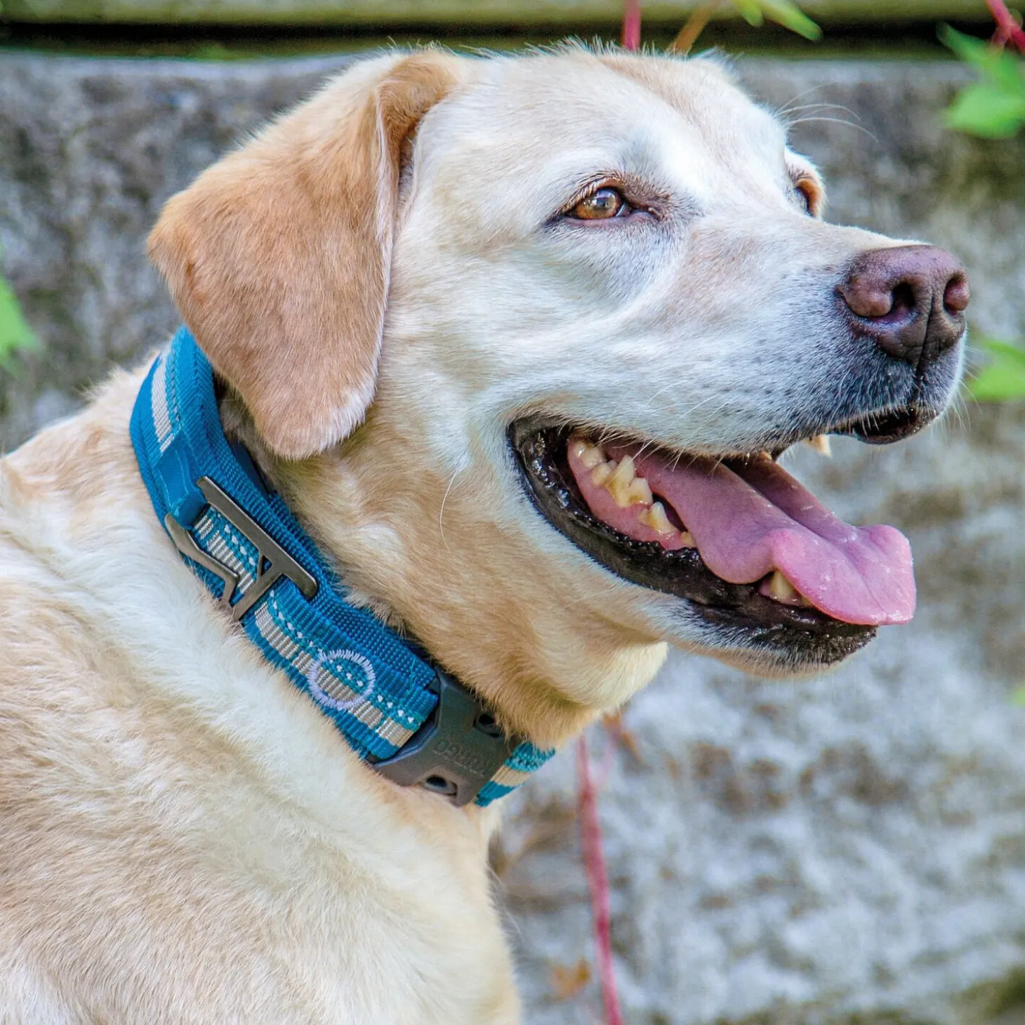 RSG Collar, S