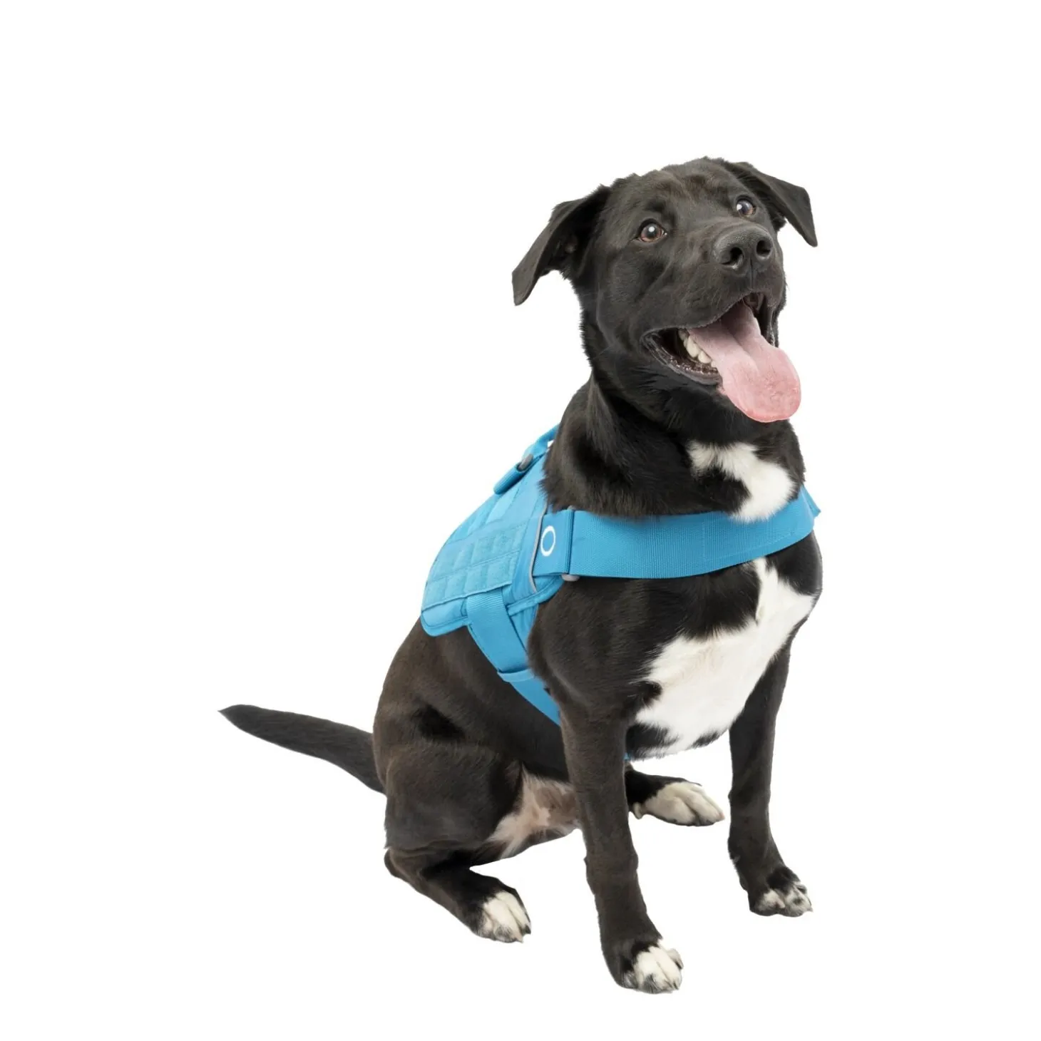 RSG Townie Harness Blue, L
