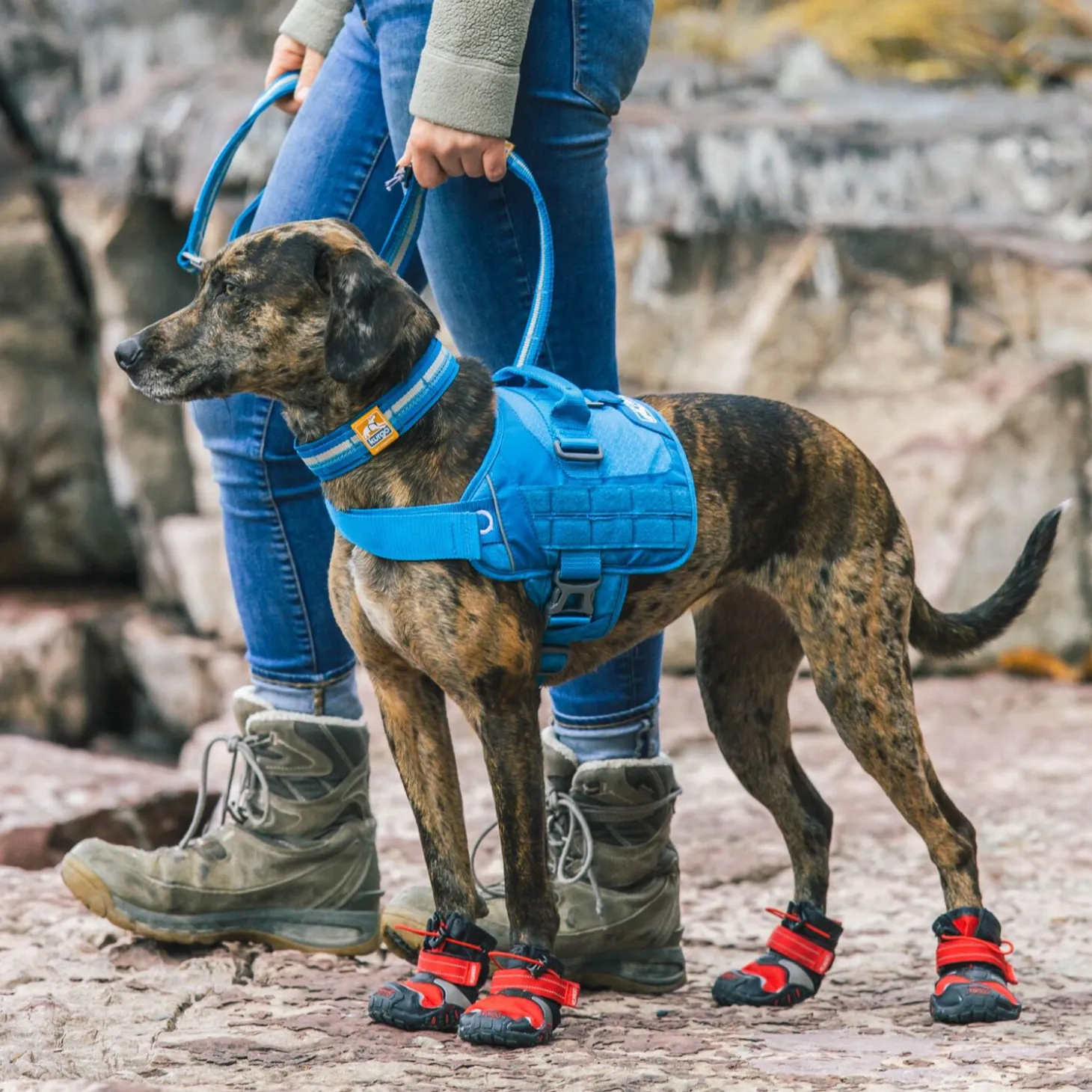 RSG Townie Harness Blue, S