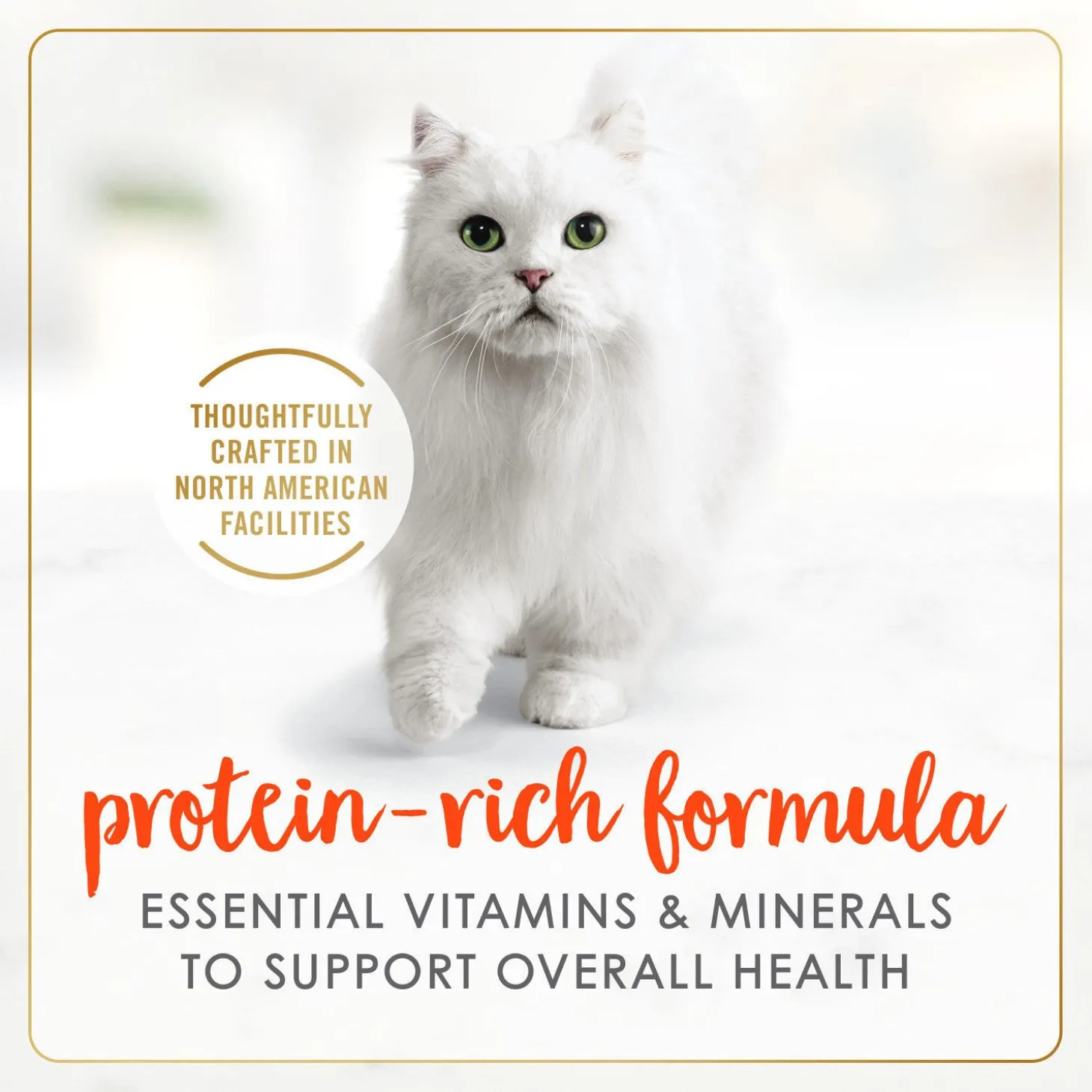 Salmon wet food for adult cats