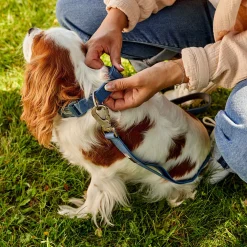 Silicone Collar for Dogs, Blue Coronet
