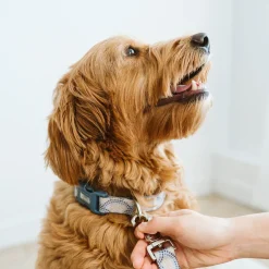 Silicone Collar for Dogs, Positano Tiles