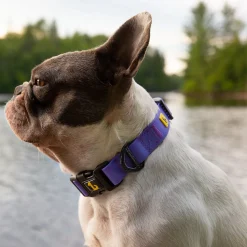 Silicone Collar Purple, Large